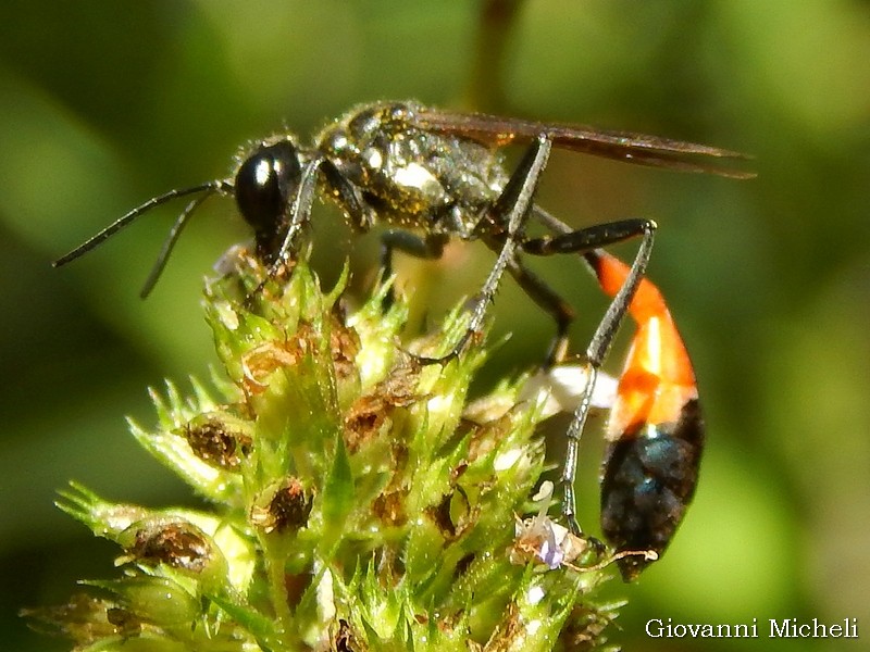 Sphecidae: Ammophila sabulosa? S